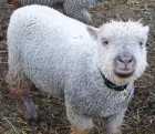 Olde English Babydoll Sheep Lamb